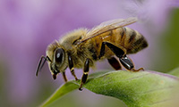 honeybee Thumb